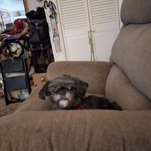 Image of Sadie lytle, Lost Dog