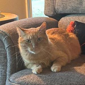 Image of Jingles, Lost Cat