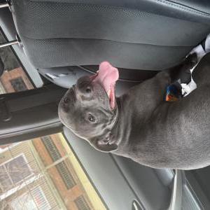 Image of Unknown, Found Dog