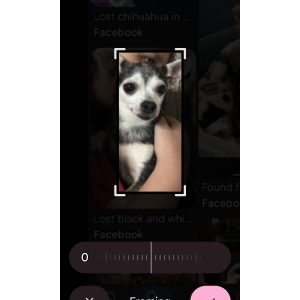Image of matilda, Lost Dog