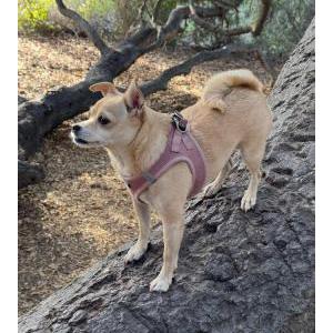 Image of Princess, Lost Dog