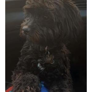 Image of Astro, Lost Dog