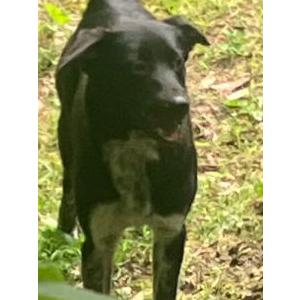 Lost Dog Bleu