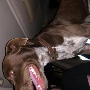 Image of unknown, Found Dog