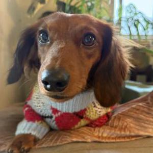 Lost Dog Tally
