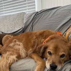 Image of Cyrus, Lost Dog