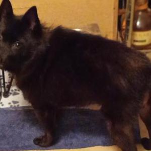 Image of Misty, Lost Dog