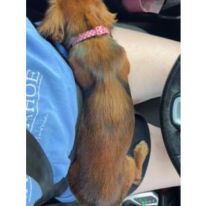 2nd Image of Winnie, Lost Dog