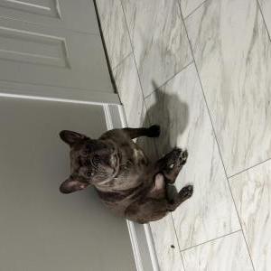 Image of Heist, Lost Dog