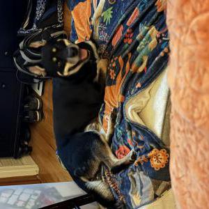 Found Dog Unknown