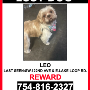 Lost Dog LEO