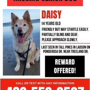 Image of Daisy, Lost Dog