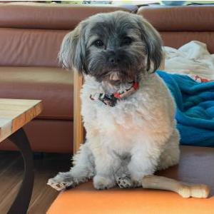 Image of Reiko, Lost Dog
