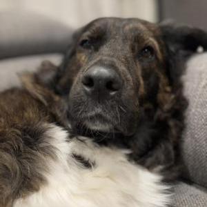 Image of Nova, Lost Dog