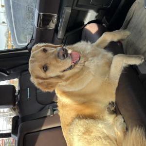 Lost Dog Ullie