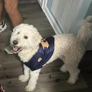 Image of Dudley, Lost Dog