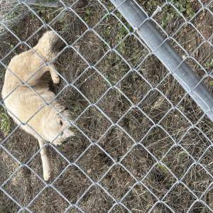Found Dog Unknown