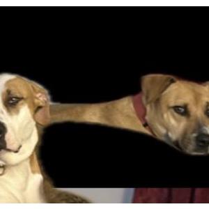 Image of Buster Brown, Lost Dog