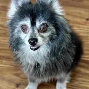 Lost Dog Sammy