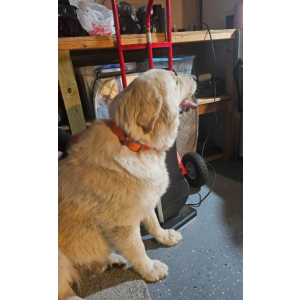 Image of Unknown, Found Dog