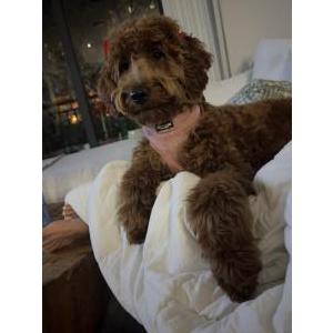 Image of Sunny, Lost Dog