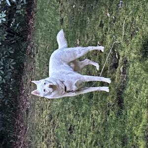 Image of court, Lost Dog