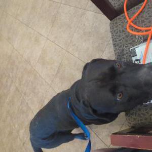 Image of Unknown, Found Dog