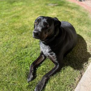 Lost Dog Toro