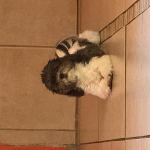 Image of Khloe, Lost Dog