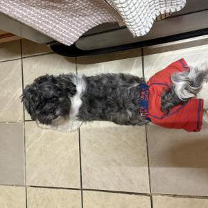 Lost Dog Snoopy