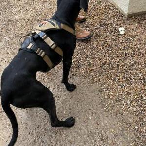 Image of Unknown, Found Dog