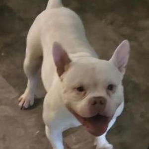 Lost Dog Prince