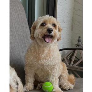 Image of Lola, Lost Dog
