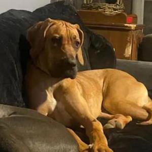 Image of Sadie, Lost Dog