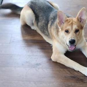 Lost Dog Vayda