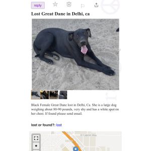 Image of Hennessy, Lost Dog