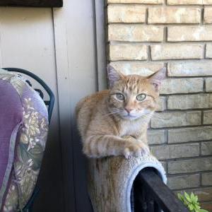 Image of Harvey, Lost Cat