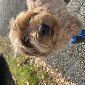 Image of Booger, Lost Dog