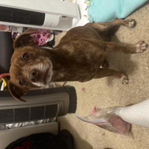 Found Dog Unknown