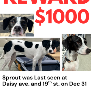 Lost Dog Sprout