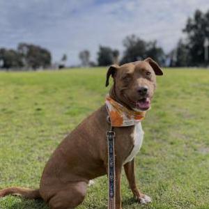 Image of Kaleah, Lost Dog