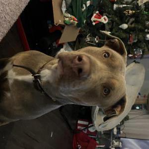 Found Dog Unknown