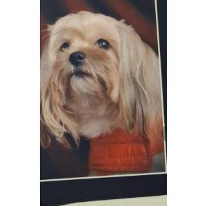 Image of Cocoa, Lost Dog