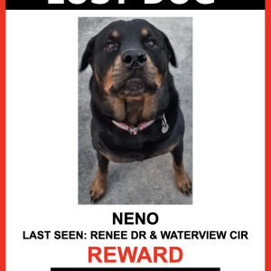 Image of Neno, Lost Dog