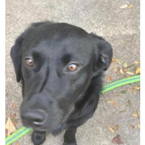 Image of Orion, Lost Dog