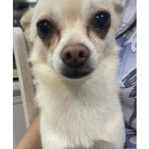 Lost Dog Chispas