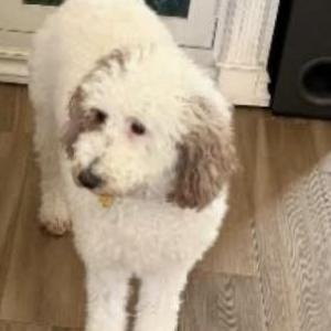 Image of Mazie, Lost Dog