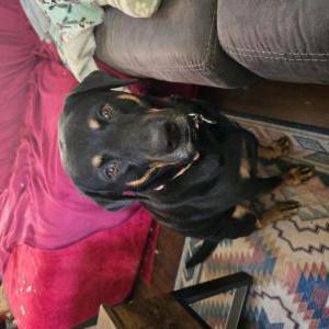 Image of Saffron, Lost Dog