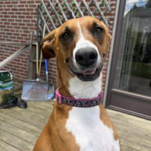 Lost Dog Luna