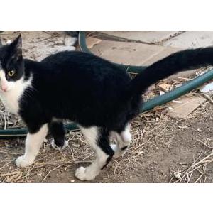 Image of Unknown, Found Cat